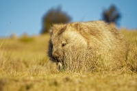 Vombat obecny - Vombatus ursinus - Common Wombat 4824